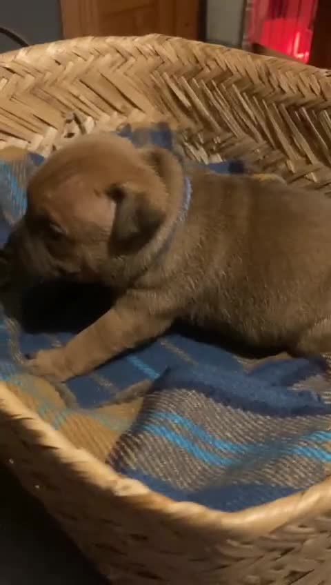 Staffordshire Bull Terrier dogs for stud: 🐕Stud Dog Available Red Staffordshire BullTerrier - Video 2