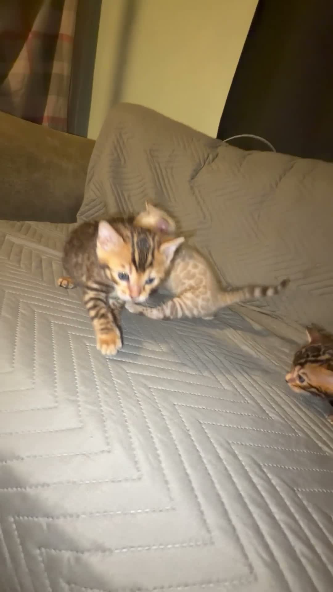Bengal cats for sale: Outstanding pedigree bengals!  - Video 1