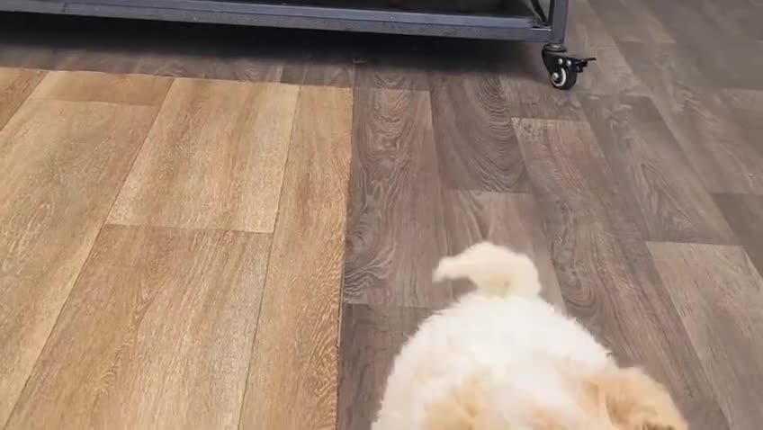 Poochon dogs for sale: F2 poochon boys  in Ammanford - Video 1