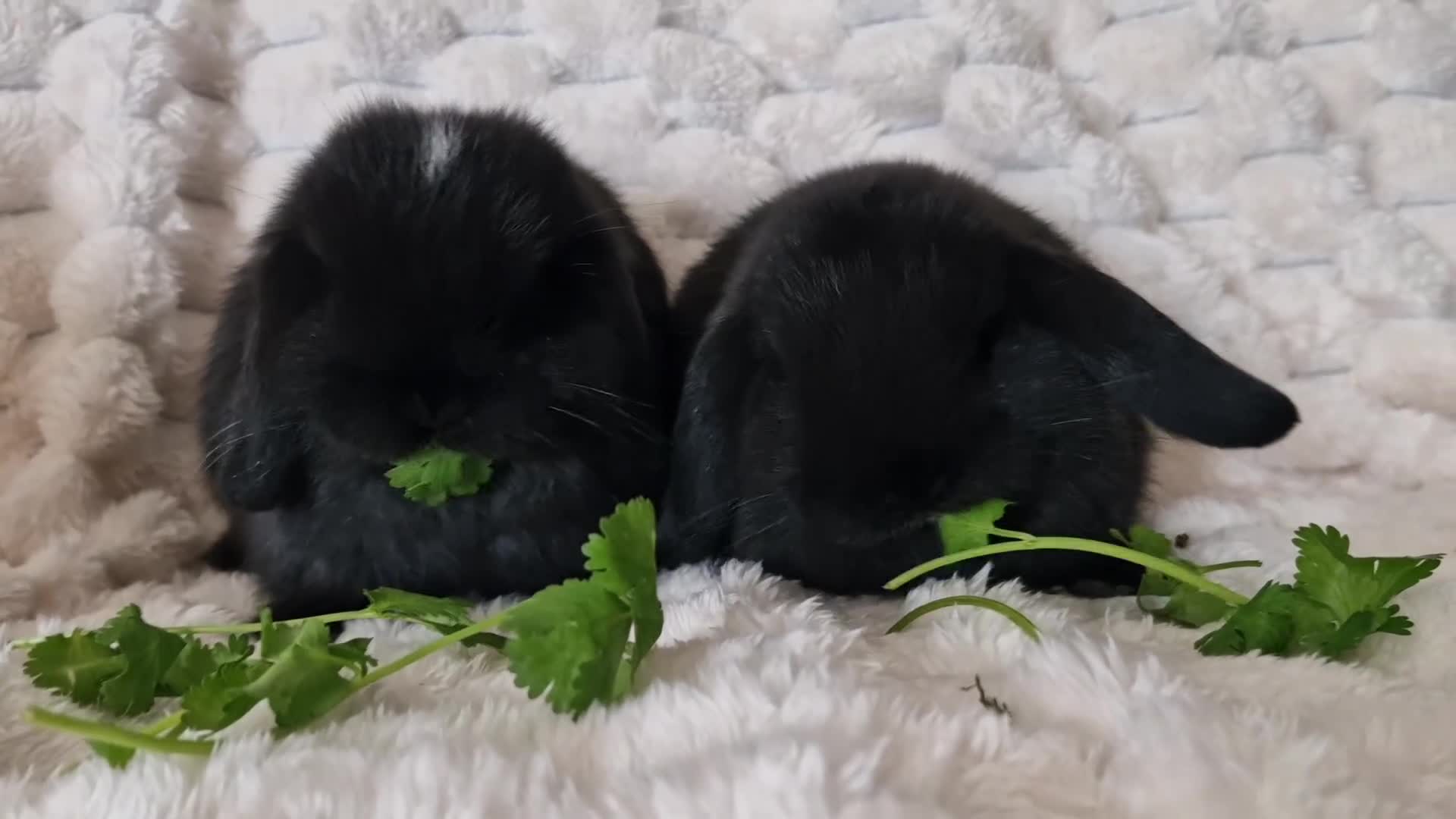 Mini Lop rabbits for sale: 🩷 Ready to leave now Pure bred mini lop girls 🩷 - Video 1