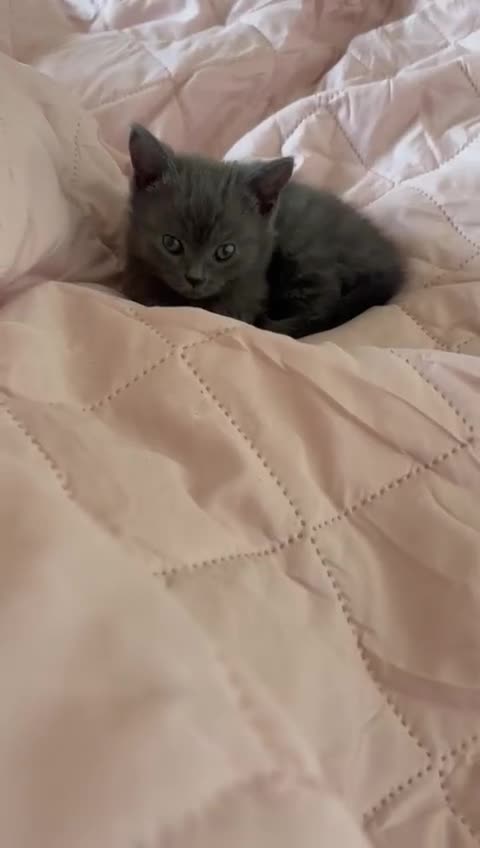 Mixed Breed cats for sale: Kittens for sale - Video 1