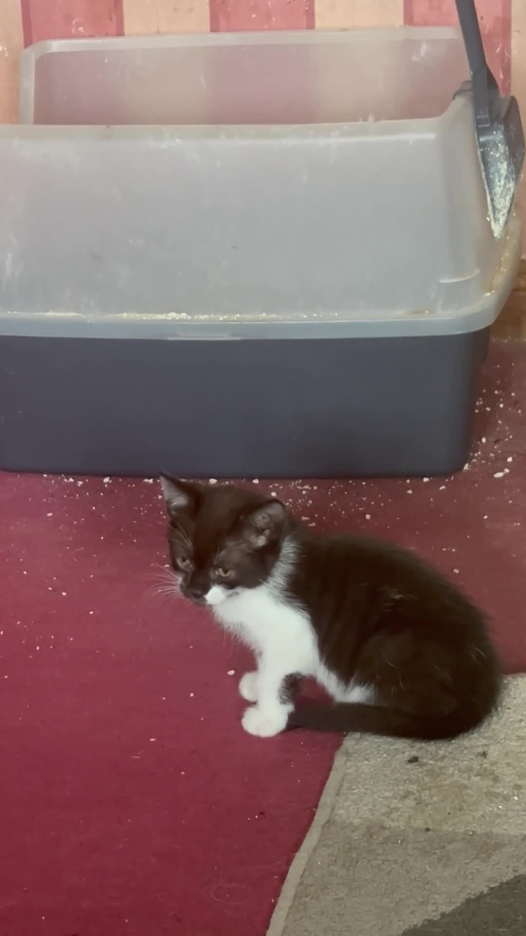 Mixed Breed cats for sale: Black/White Female kitten Black male kitten in Peterhead - Video 1