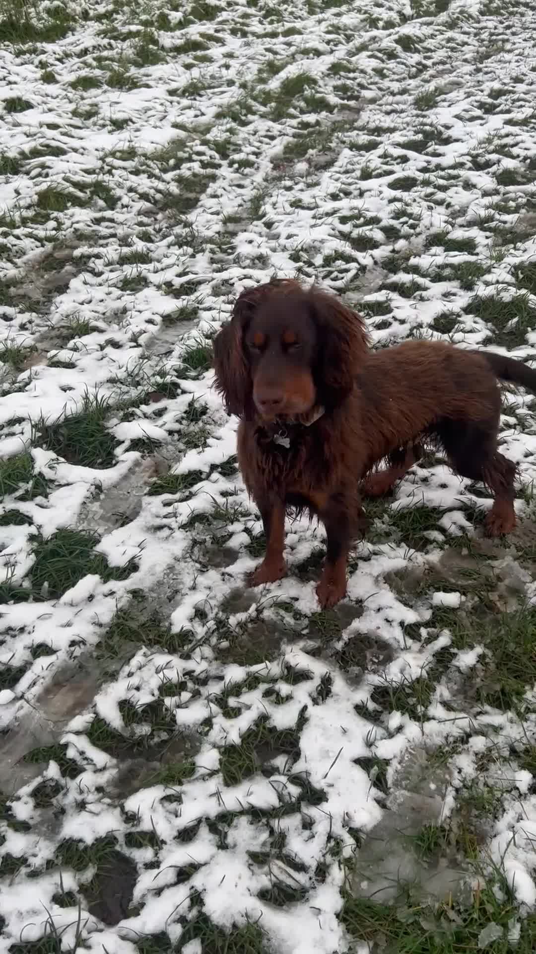 Cocker Spaniel dogs for sale: Working Cocker Spaniel  - Video 1