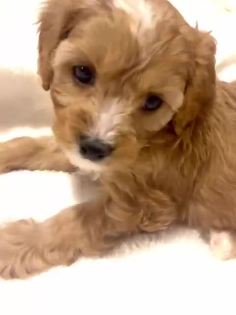 Cavapoo dogs for sale: ⭐️ Black & Tan Female Toy Cavapoo ⭐️ - Video 2