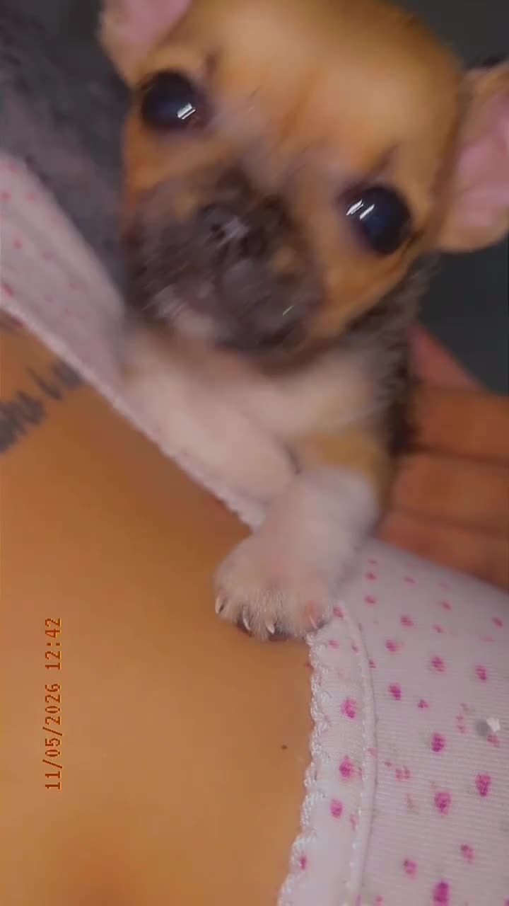 Mixed Breed dogs for sale: Chihuahua  in Nottingham - Video 1