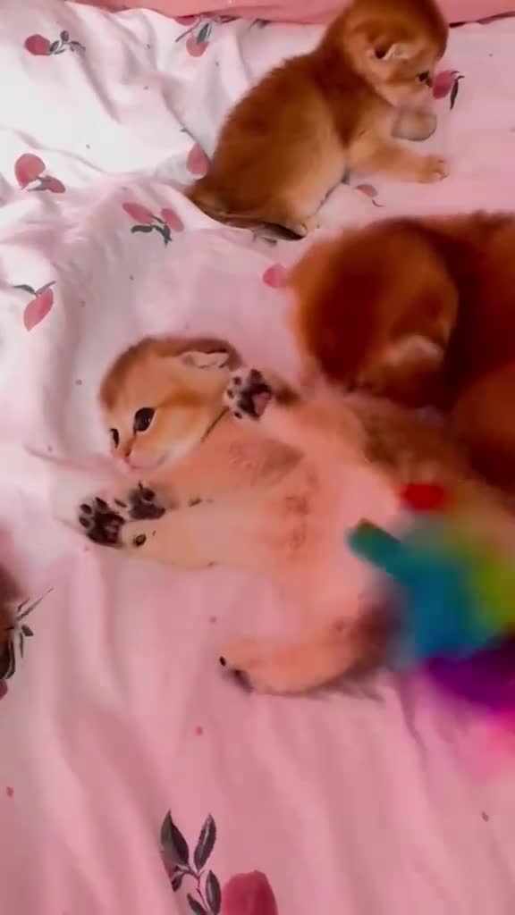 Scottish Fold cats for sale: Cute 🥰 Scottish fold TICA register  - Video 3
