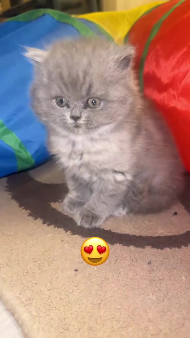 British Shorthair cats for sale: British shorthair kittens (1 FEMALE) - Video 1