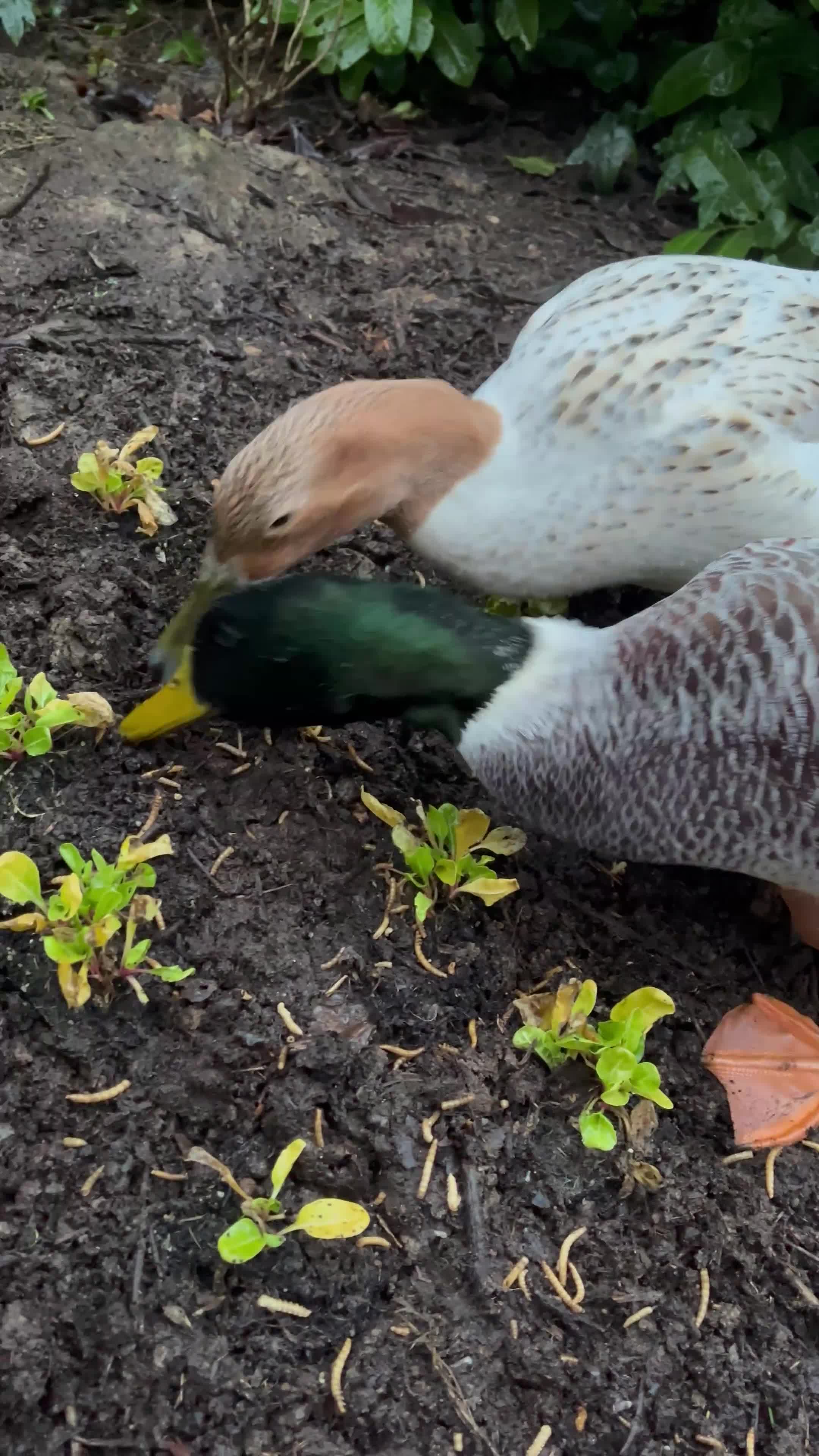 Ducks poultry for sale: Welsh Harlequin Ducklings Expected  - Video 2