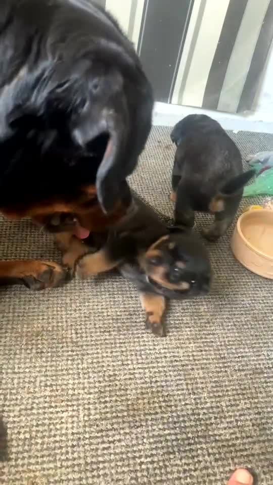 Rottweiler dogs for sale: Female Rottweiler pup for sale  - Video 2