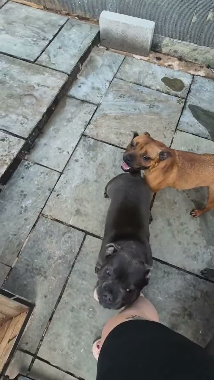 Staffordshire Bull Terrier dogs for stud: MAJESTAFFORD'S BLUE BARON - Video 3