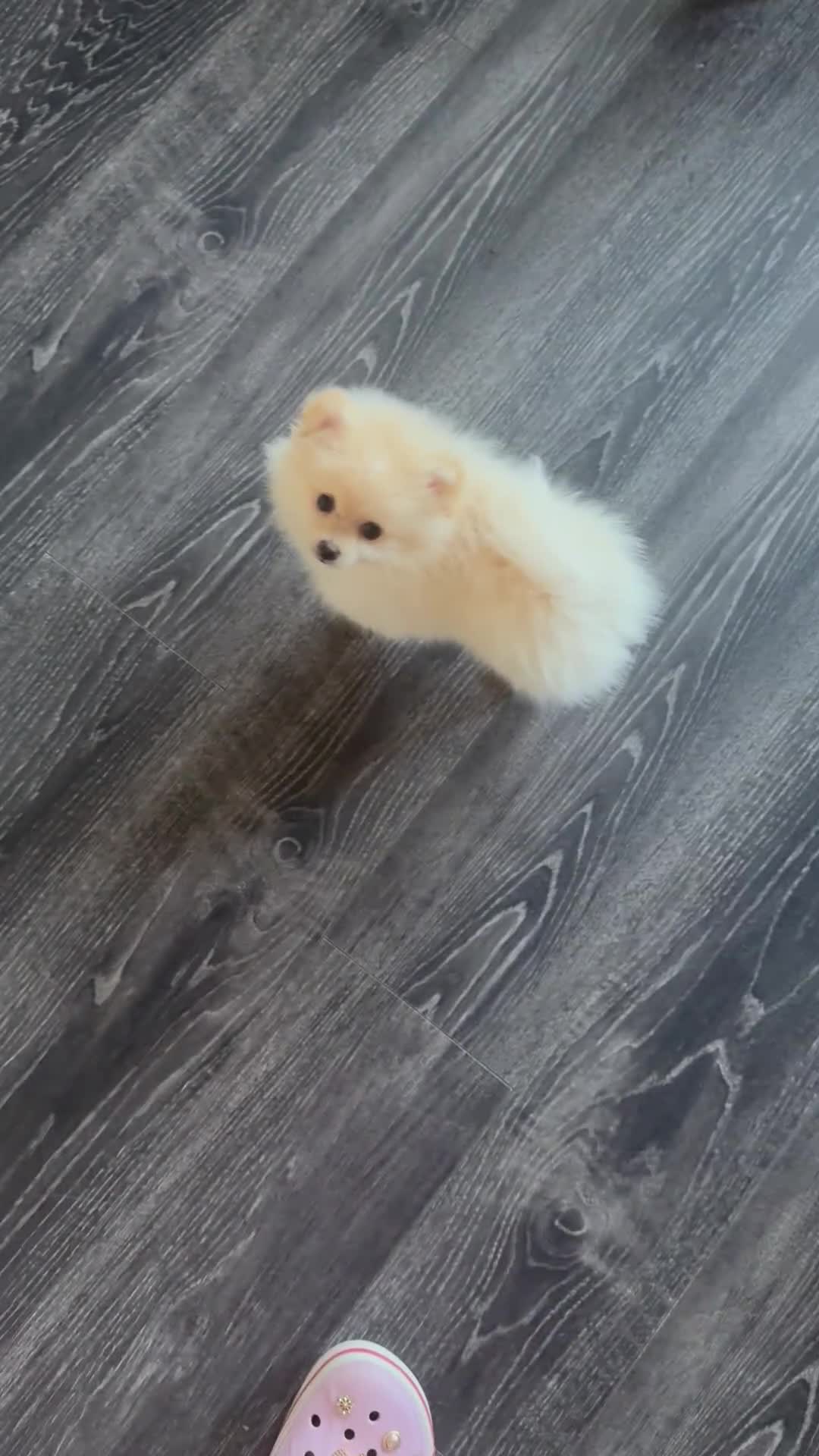 Pomeranian dogs for sale: 🩵👀1 In A Million SKY 🩵 BLUE EYES 🧸 POM😍👀🏆  in London - Video 3