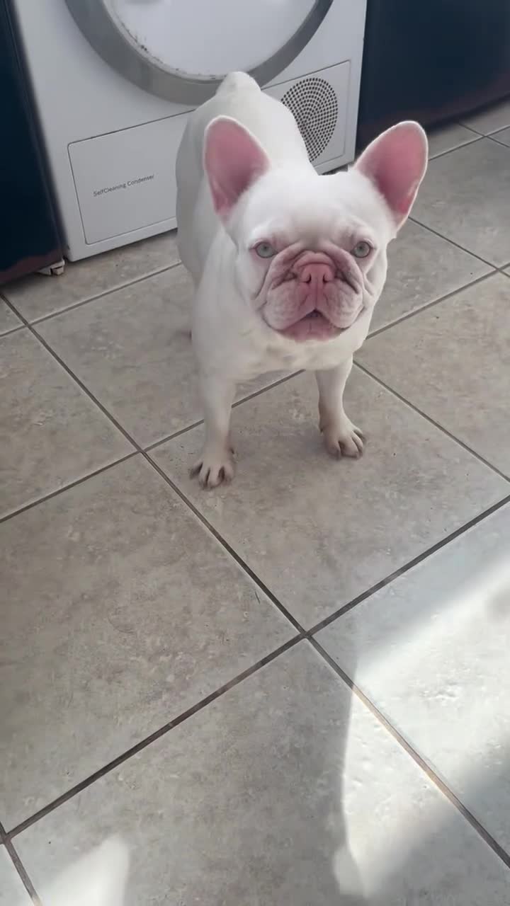 French Bulldog dogs for sale: Spayed 2 year old female French bulldog  - Video 1