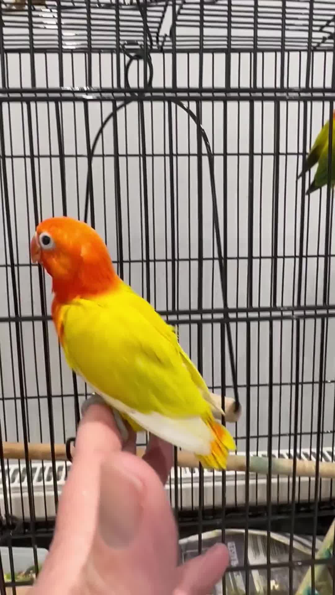 Lovebirds birds for sale: Tame fischer lovebirds  - Video 1