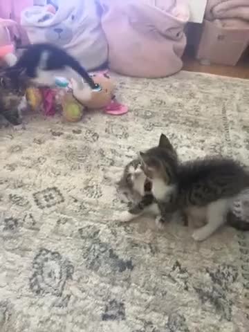 Mixed Breed cats for sale: Mixed breed  - Video 1