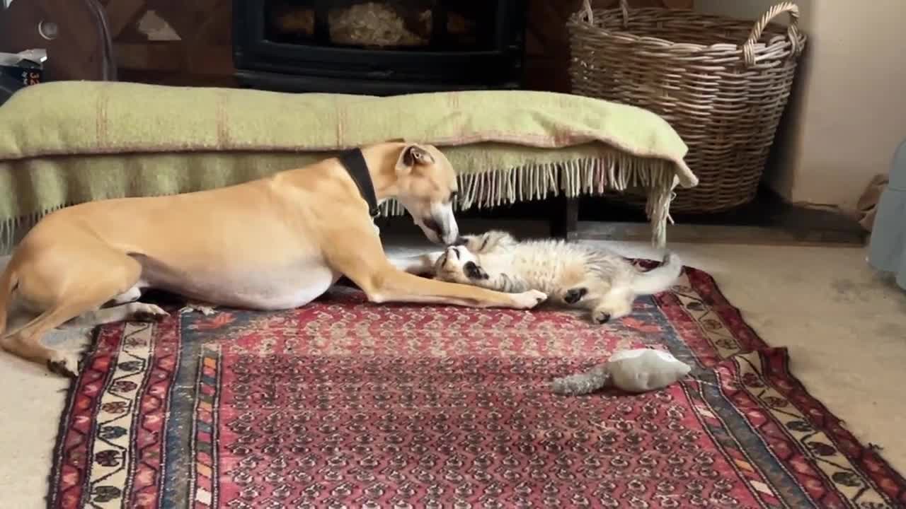 Whippet dogs for sale: Top quality pups due October - Video 1