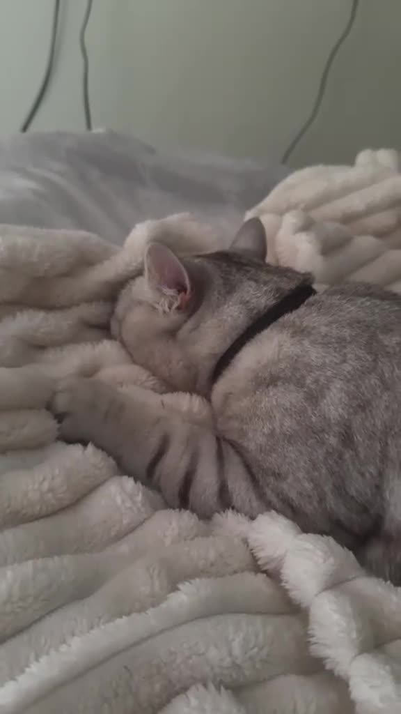 British Shorthair cats for stud: Chunky For STUD silver British Short Hair  - Video 1