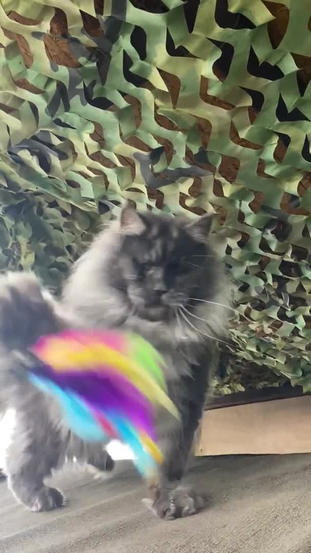 Maine Coon cats for stud: Stud Gccf duel Tica active blue smoke  in Grantham - Video 1