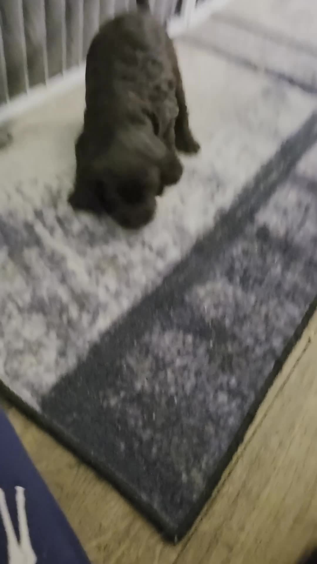 Cocker Spaniel dogs for sale: KC Reg Working Cocker Spaniel Pups ** 1 Boy Left** - Video 5