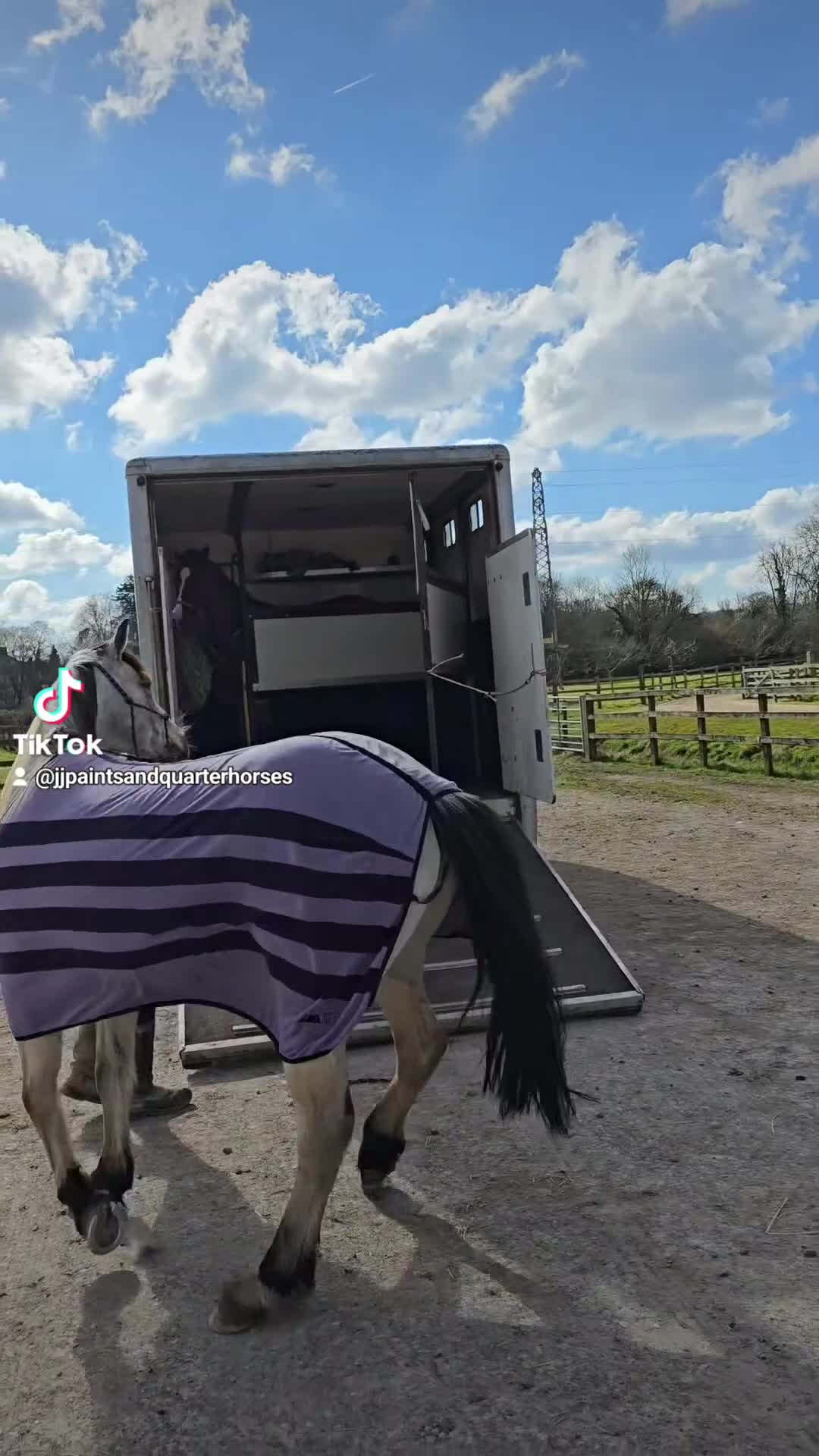 American Quarter horses for sale: 14.2h Quarter horse Buckskin. - Video 1