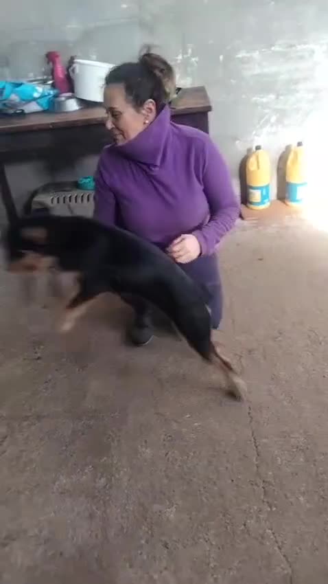 Mixed Breed dogs for adoption: Betsy - a gorgeous wirehaired girl in Matlock - Video 1