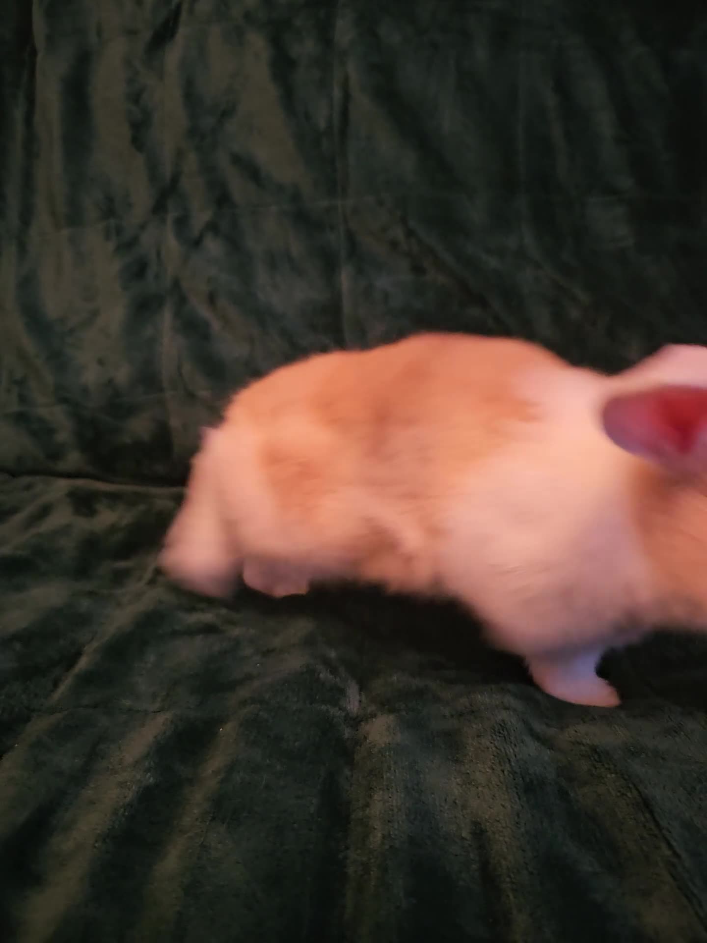 Mixed Breed rabbits for sale: 3 baby bunnies ready for their forever home - Video 1
