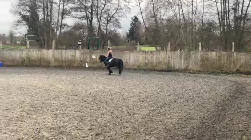 Fell horses for sale: Super flashy fell x wpb STUNNING  - Video 1