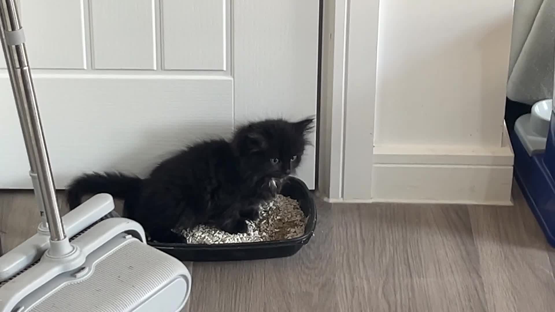 Mixed Breed cats for sale: ✨ The Midnight Magic – Ready to Steal Your Heart  - Video 1