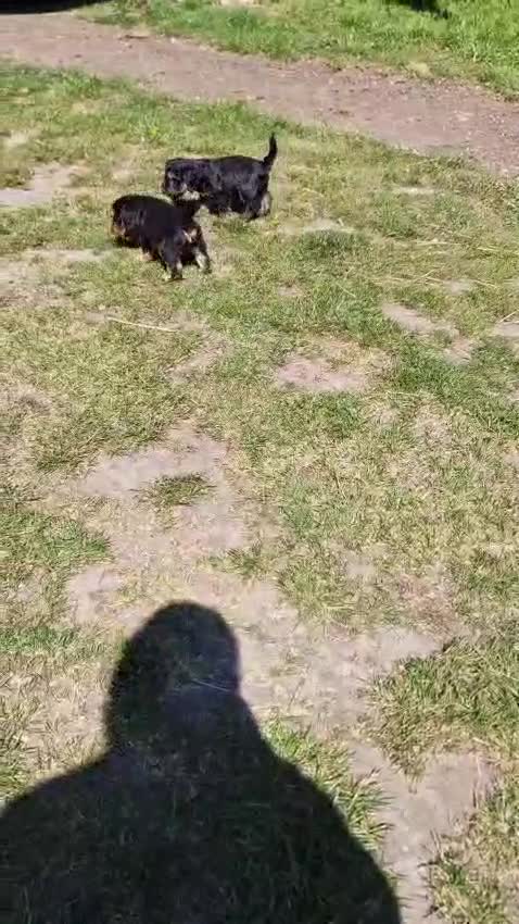 Cockapoo dogs for sale: 6 Beautiful little cockapoo pups ready to leavenow in Market Rasen - Video 2