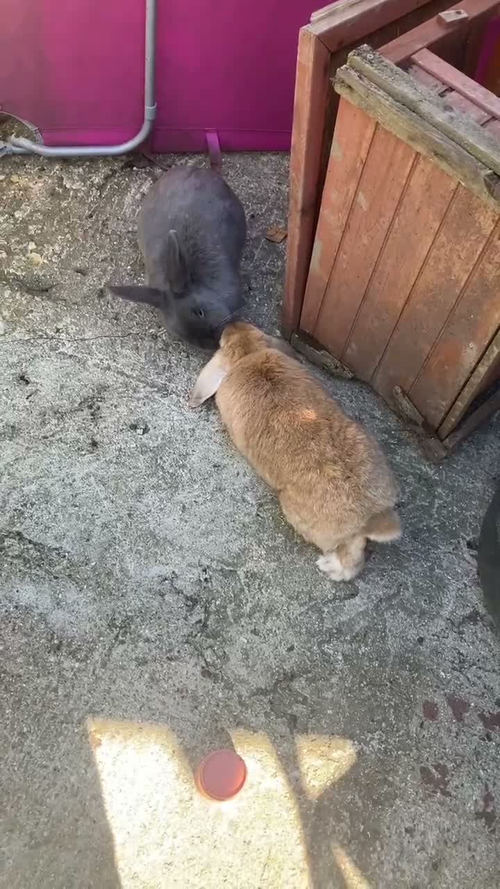 Mixed Breed rabbits for sale: Male and Female bonded bunnies - Video 1