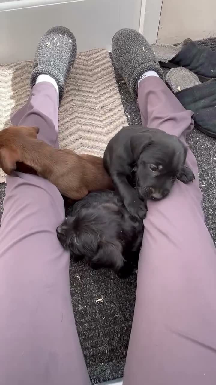 Patterdale Terrier dogs for sale: Patterdale Puppies - Video 1