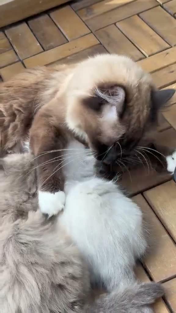 Ragdoll cats for sale: Purebred Ragdoll kittens - Video 2
