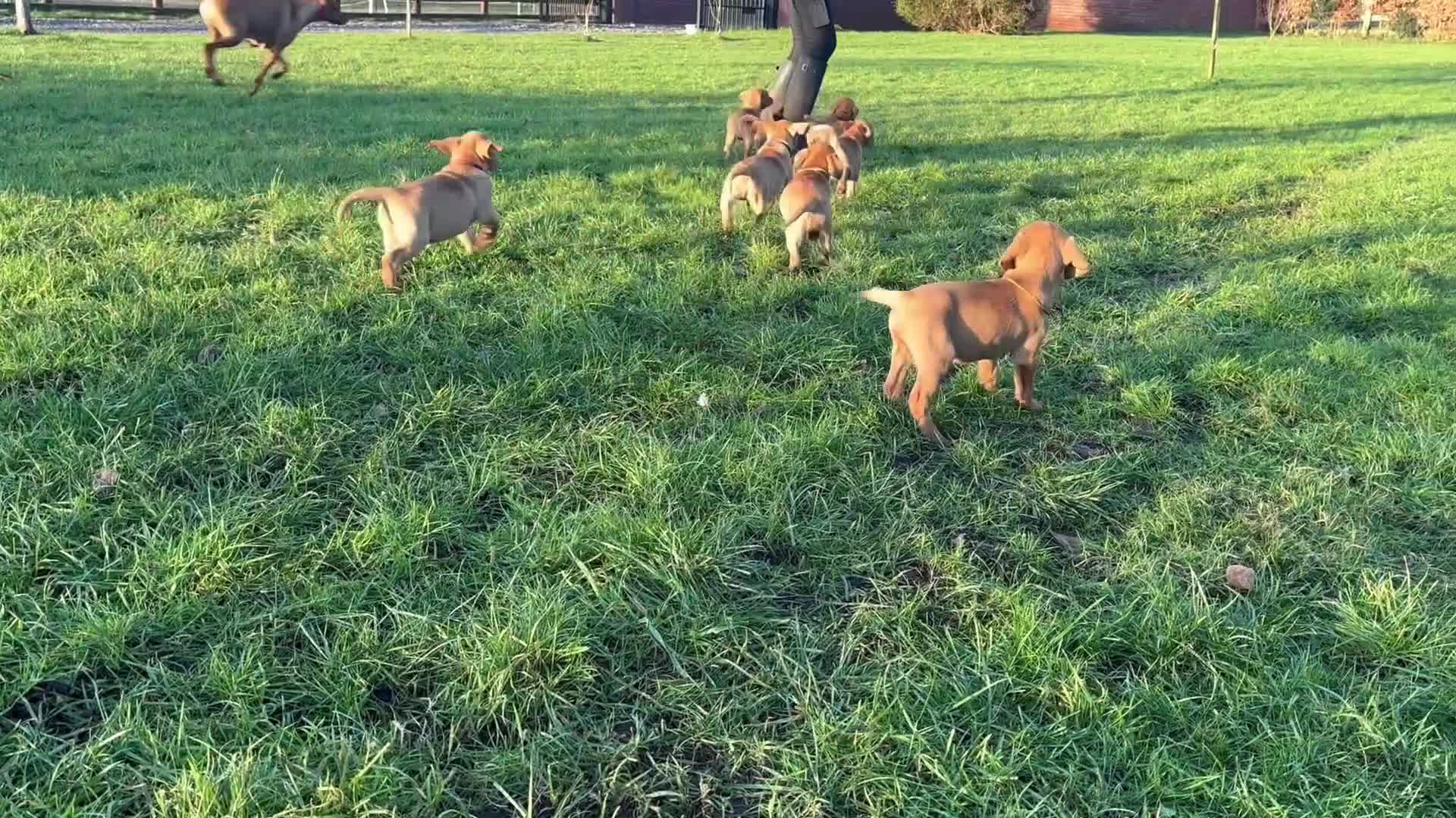 Mixed Breed dogs for sale: Stunning quality Vizslador puppies  - Video 5