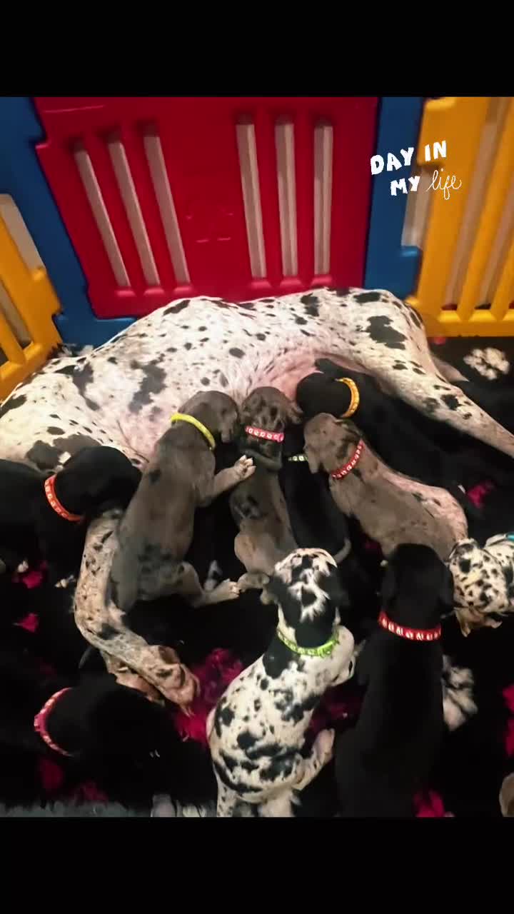 Great Dane dogs for sale: READY NOW PURE BRED GREAT DANE PUPPIES FOR SALE - Video 1