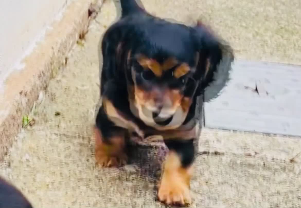 Miniature Dachshund dogs for sale: Black&Tan Puppies Looking for Their Forever Homes! - Video 3