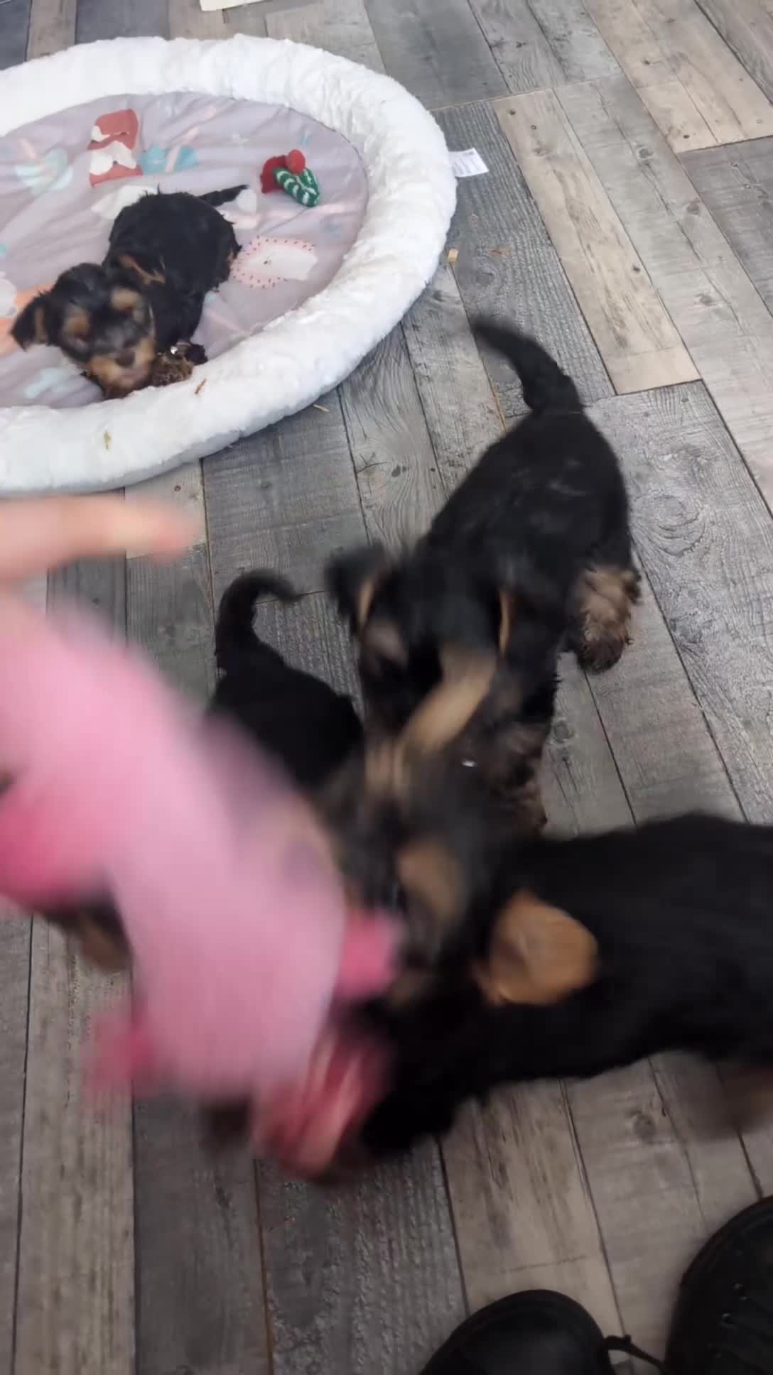 Yorkshire Terrier dogs for sale: Yorkshire terrier puppies ready for viewing  - Video 4