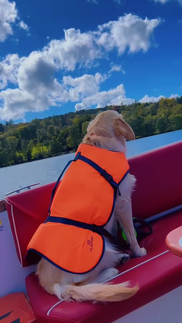 Golden Retriever dogs for sale: Handsome 10 month old Golden Retriever. in Slough - Video 3