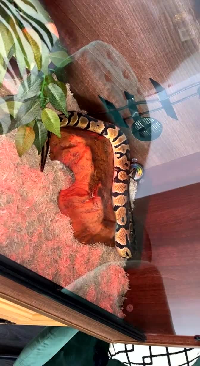 Python Snake reptiles for sale: Royal python/ ball python  - Video 1