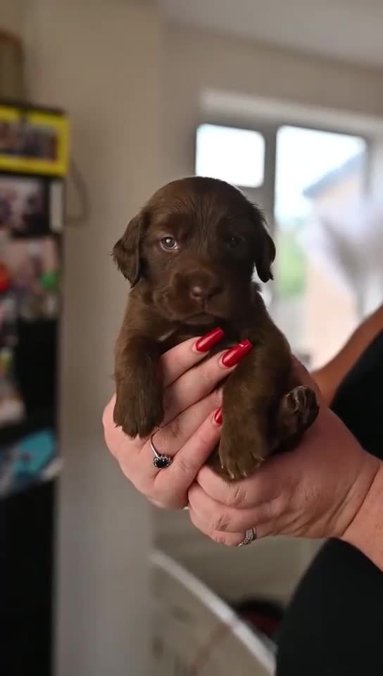 Mixed Breed dogs for sale: Final 2  puppies sharpei x show cocker   - Video 1