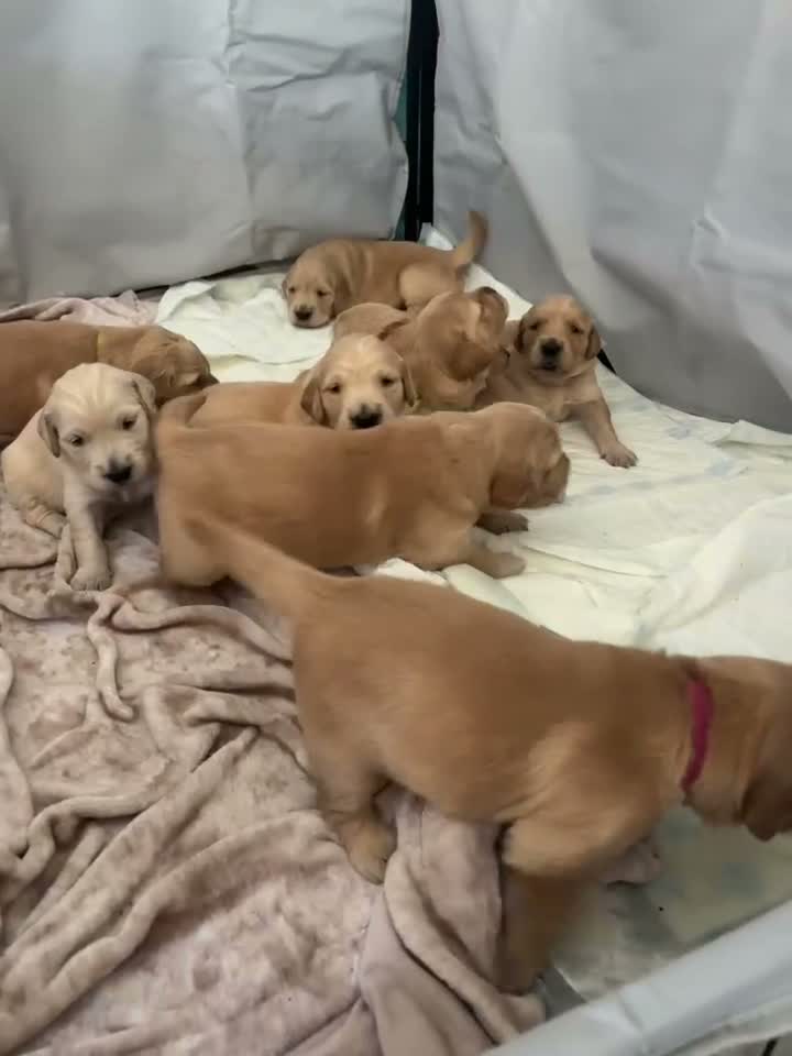 Golden Retriever dogs for sale: Golden Retriever Pups  in Doncaster - Video 1