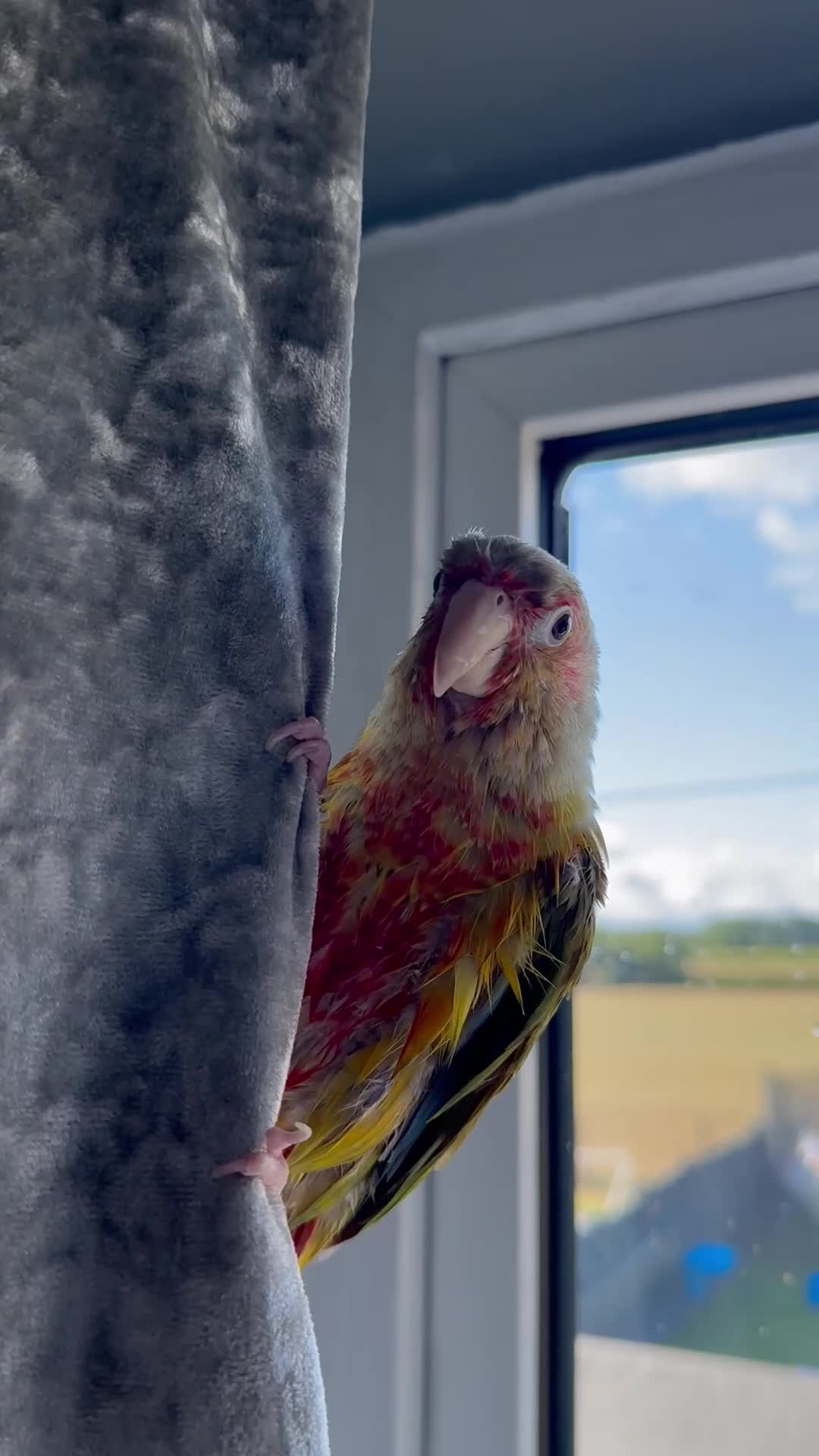 Conures birds for sale: Pineapple green cheek conure  in Wrexham - Video 1
