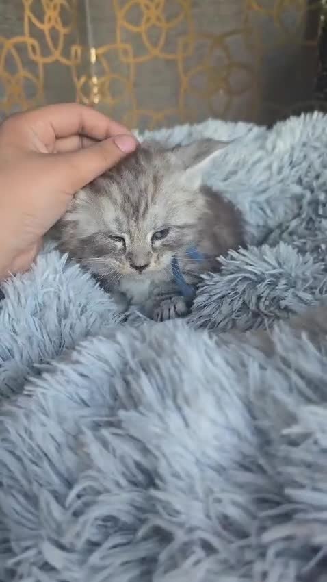 Maine Coon cats for sale: Beautiful mainecoon/polydactol babies  in Liversedge - Video 4