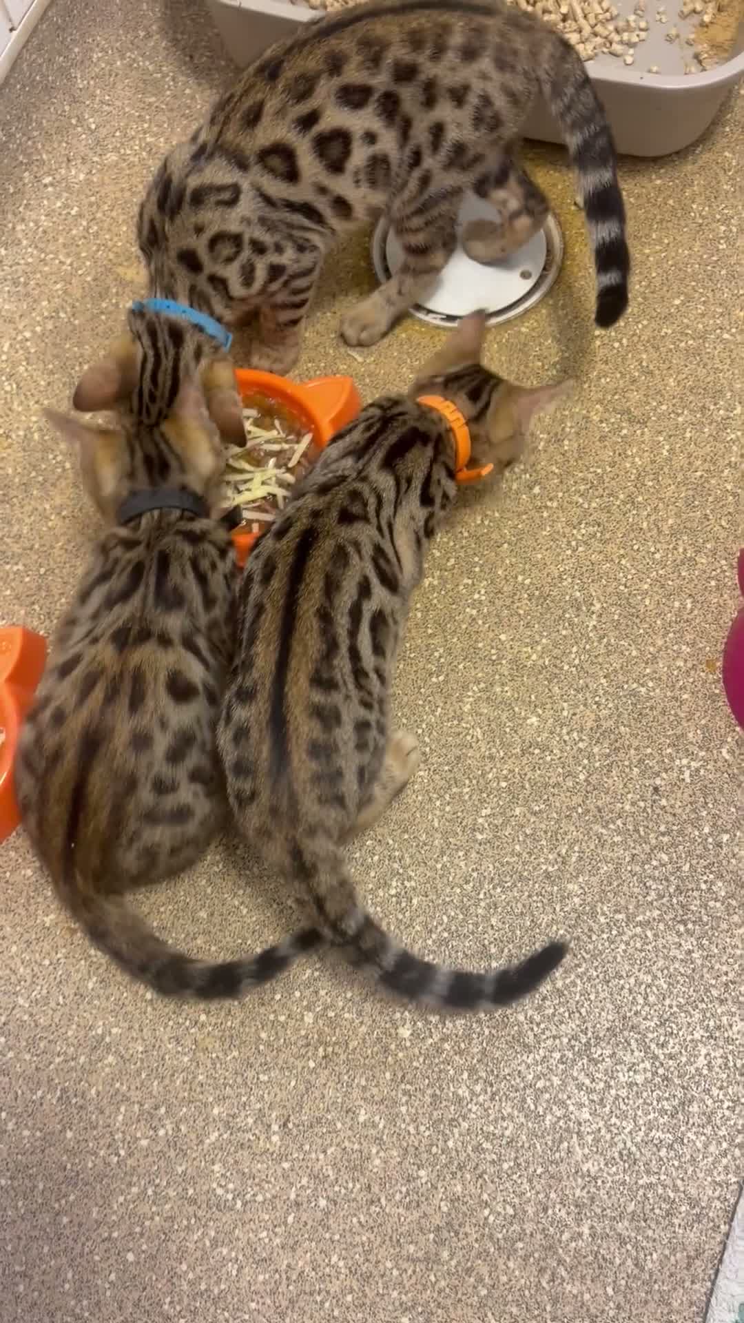 Bengal cats for sale: BENGAL in Norwich - Video 2