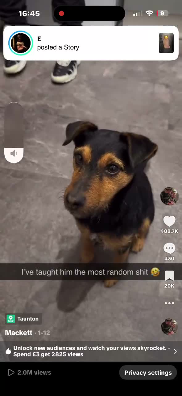 Jack Russell dogs for stud: Jack Russel for stud - Video 1