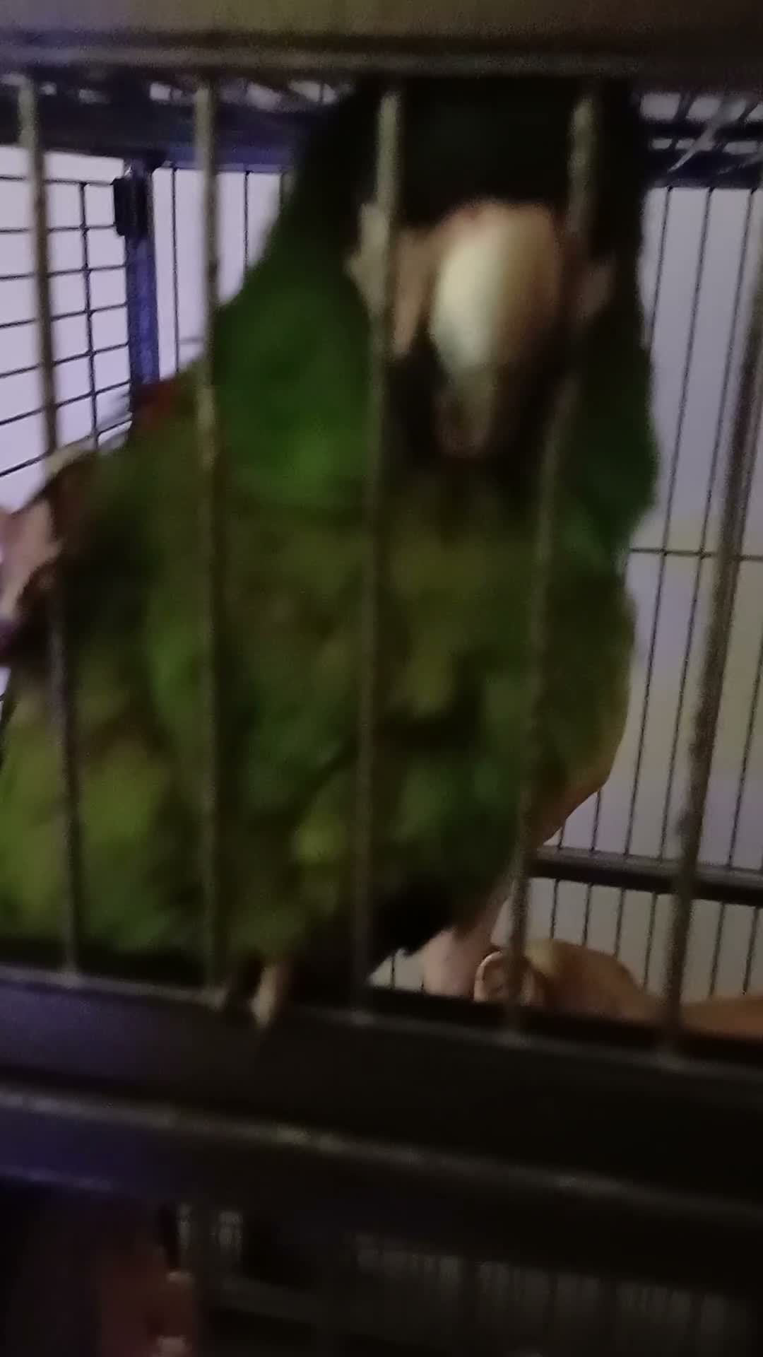 Macaws birds for sale: HANHS MACAW FOR SALE  - Video 2