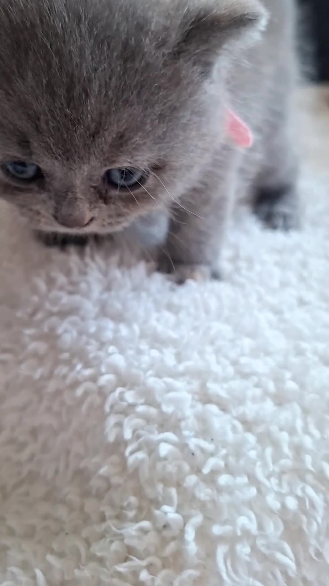 British Shorthair cats for sale:  100% Pedigree chunky BSH kittens - Video 1