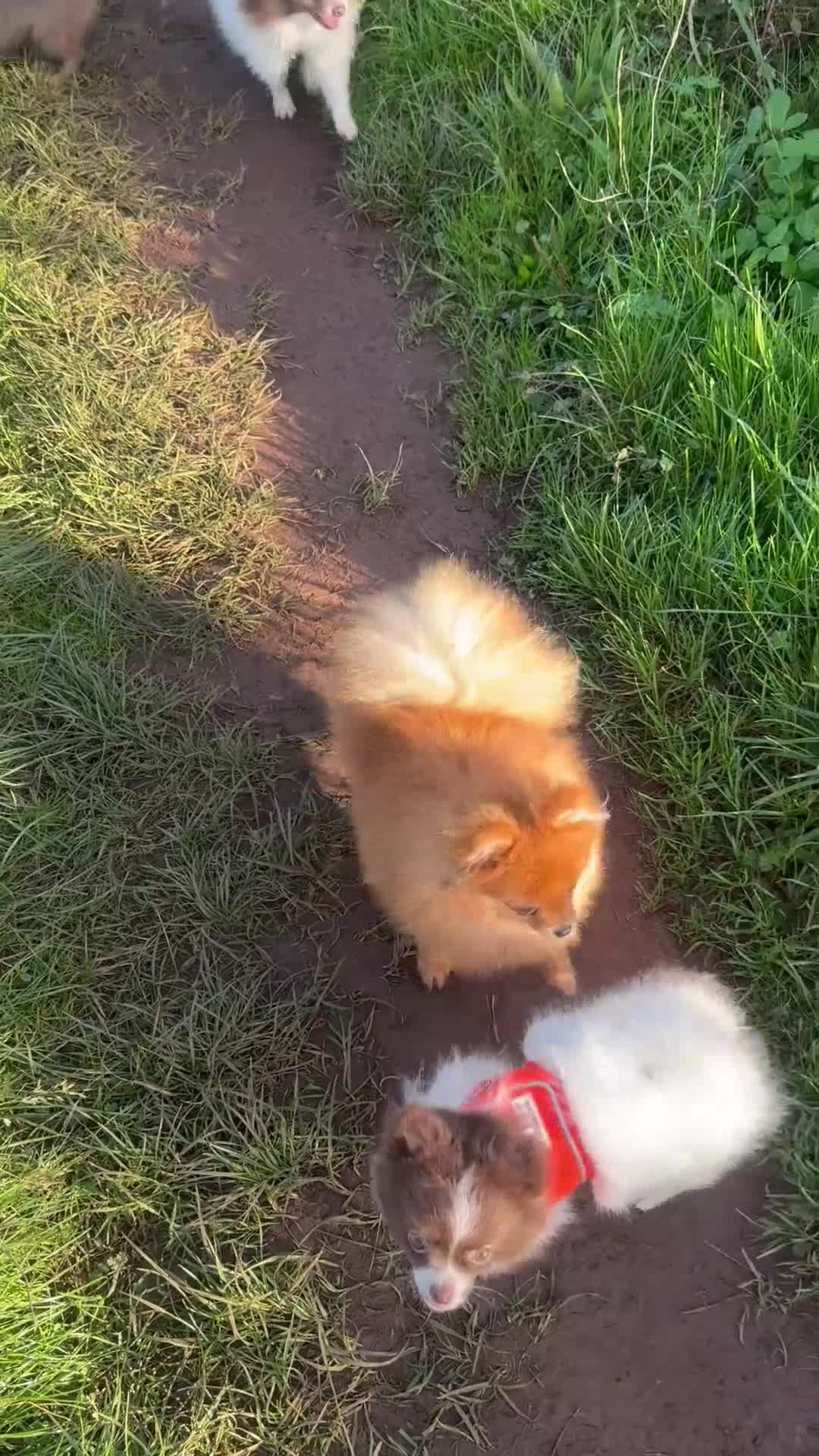 Pomeranian dogs for sale: Biscoff  - Video 1