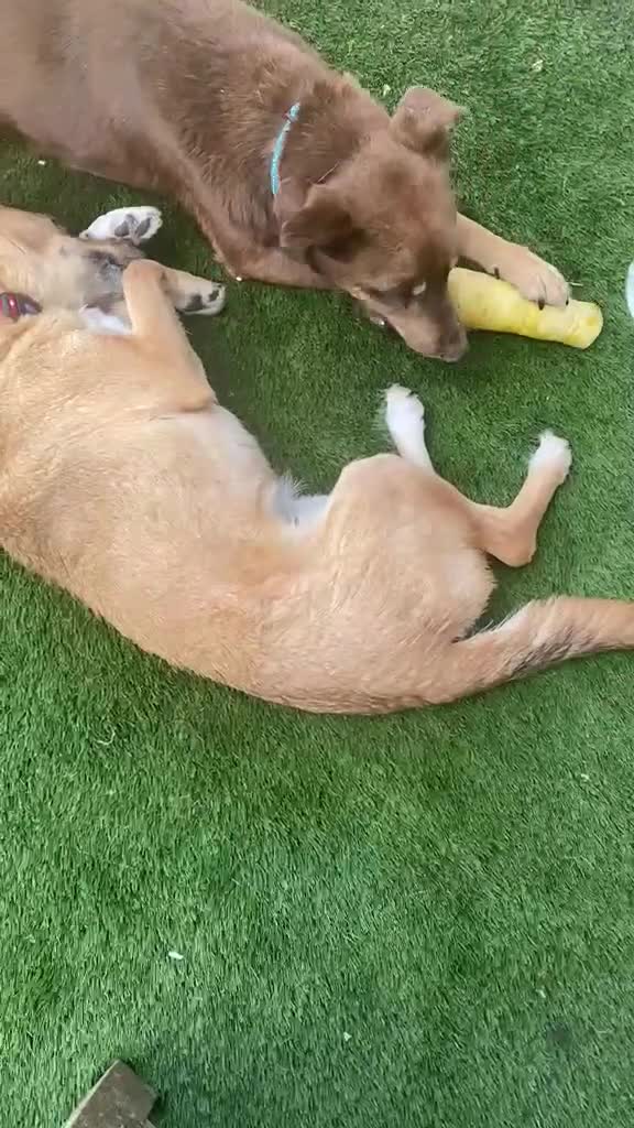 Mixed Breed dogs for adoption: 💙KAI & ❤️GERDA- Bonded And Simply Perfect in Retford - Video 3