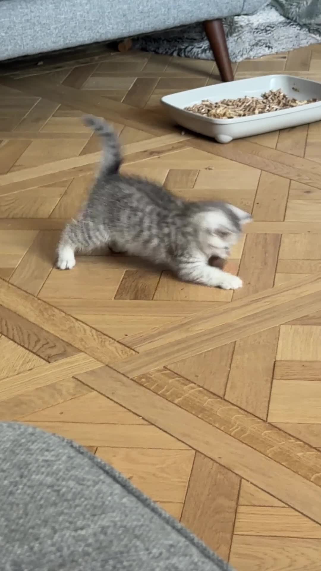 British Shorthair cats for sale: *Ready* 2 White & Grey British Short Hair Kittens  - Video 1