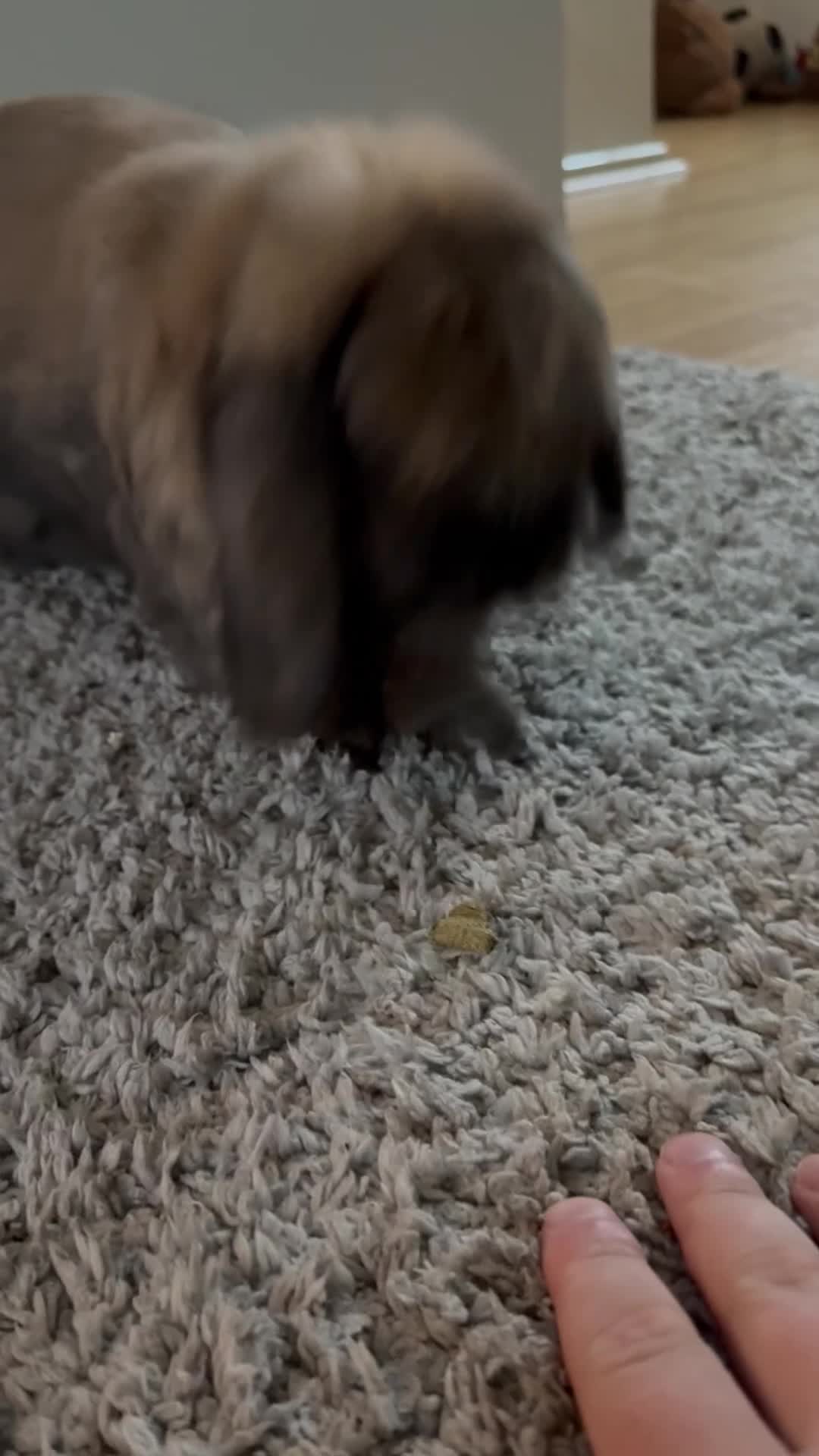 Mini Lop rabbits for sale: Theo Mini Lop - Video 1