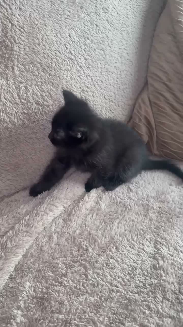 Mixed Breed cats for sale: One boy one girl in Blyth - Video 1